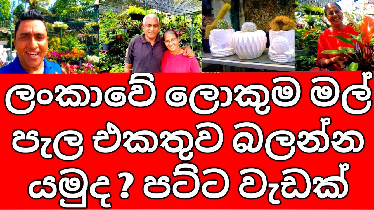 Best Flower Nursery in Sri Lanka to buy Popular Indoor Outdoor Flowering Plants පට්ටම මල් පැල තවානක්