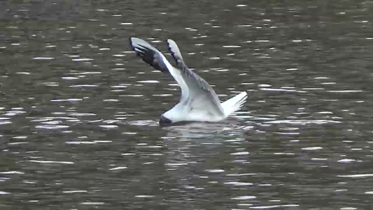 In The Park #blackheadedgull #blackheadedgulls #gulls #gull #chroicocephalusridibundus #waterbirds
