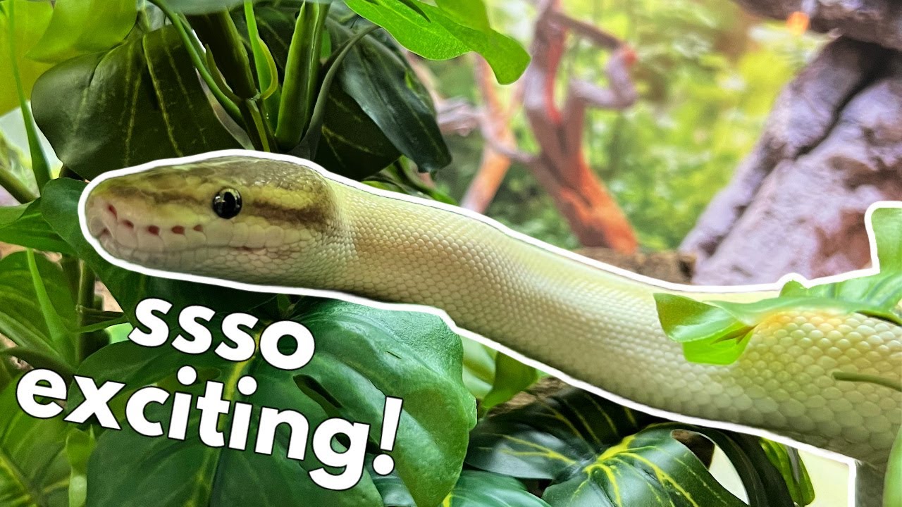 My Snake’s Reaction to Her New Enrichment Board! 🐍