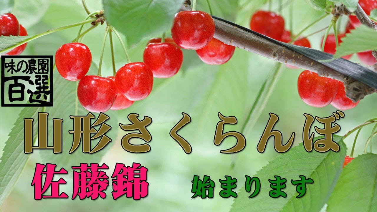 yamagata sakuranbo growing 　さくらんぼ 佐藤錦の生育