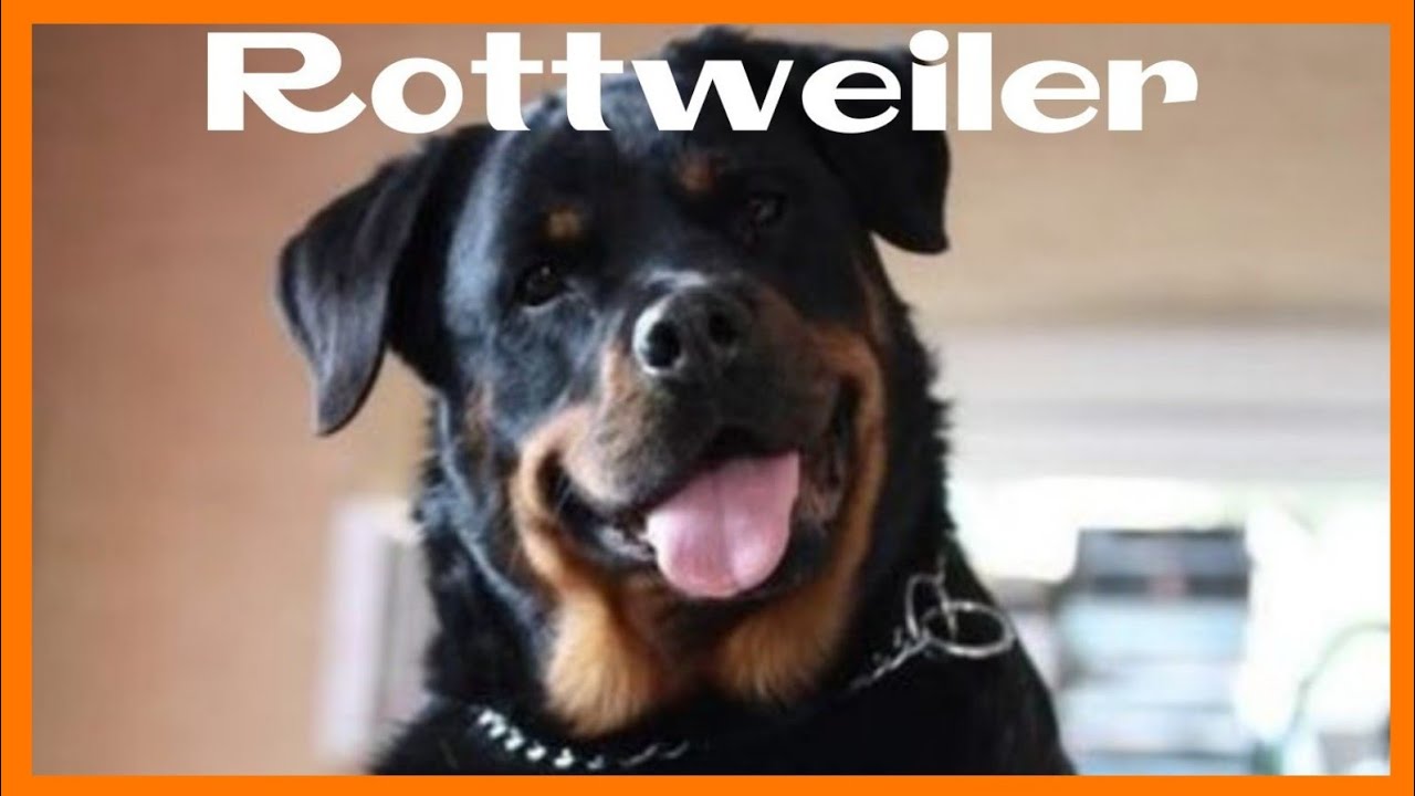 ROTTWEILER DOGS || SMART ROTTWEILER