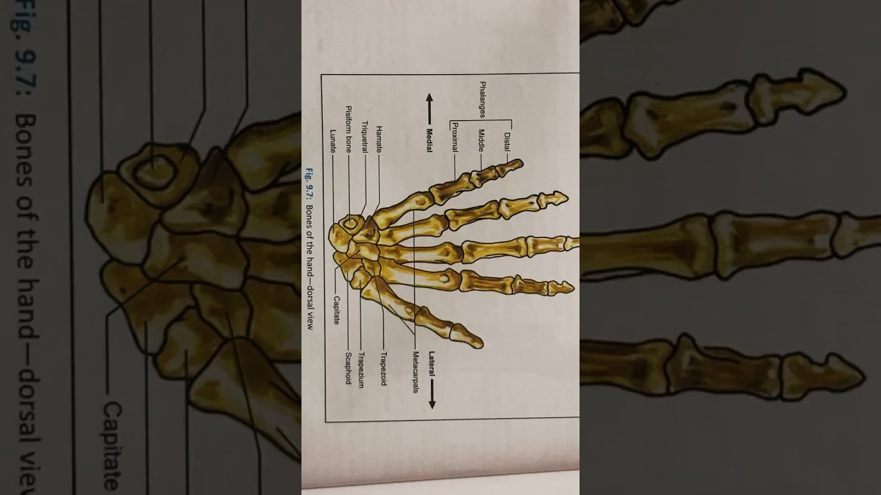 Bones of hand &mdash;dorsal  #BonesOfTheHand #HandAnatomy #SkeletalSystem #NursingStudents #Orthopedics