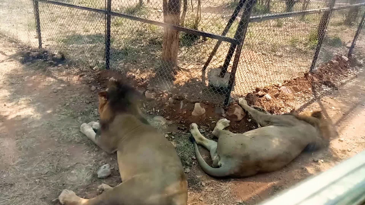 Wild animals zoo park /Tirupati zoo park /Sri venkateswara zoo park tirupati