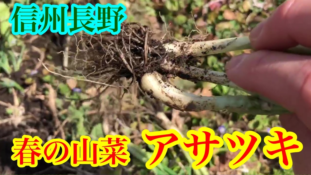 信州長野　春の山菜　アサツキを収穫＆移植