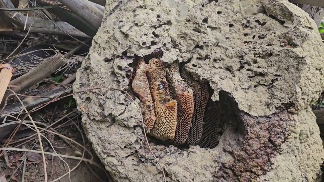 CAPTURA de abelhas no CUPINZEIRO / RESGATE🐝
