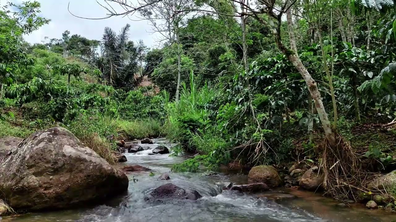 Soothing Forest Water Flow for Meditation and Inner Calm