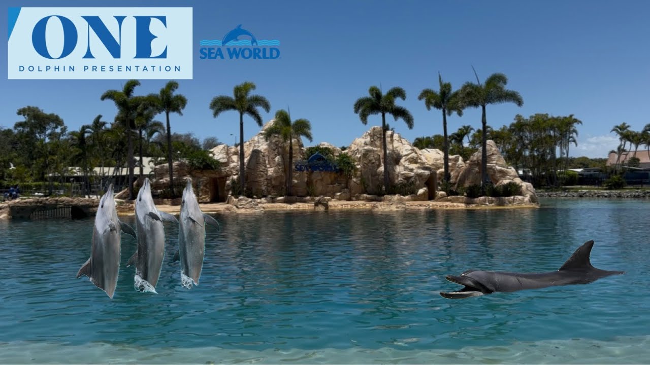 Полная версия представления с дельфинами (2025) - Sea World Australia
