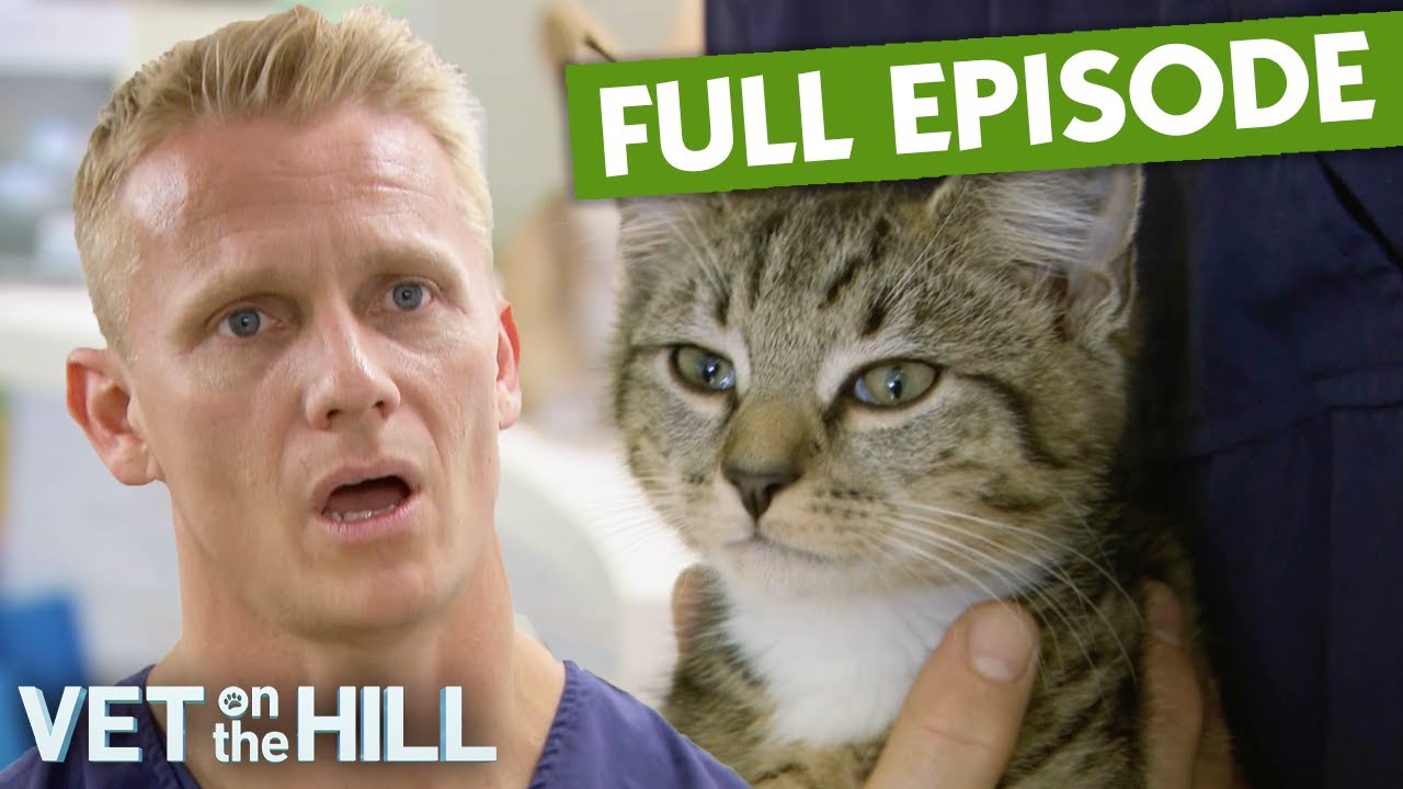 Kitten Suffers Horrific Broken Leg After Big Fall | S3 Ep4 | Vet On The Hill