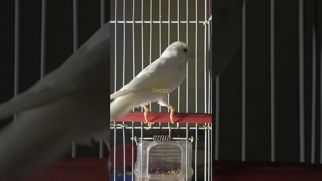 Do white Canaries Respond to female Calls?
