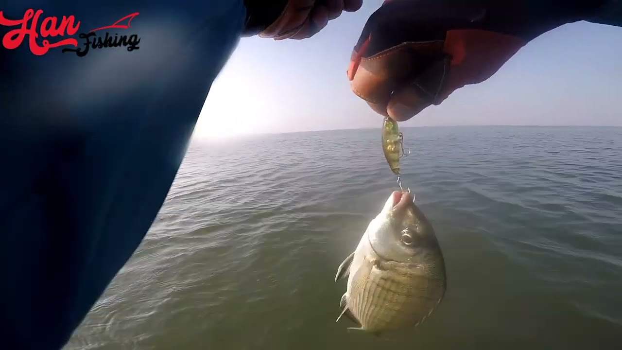 Hanfish zıpır ile bol aksiyon ve eğitici bir video oldu sargoz avımız