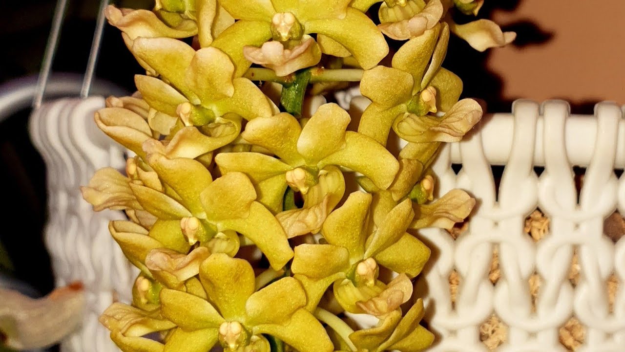 Ура ! Ура ! Ура! Rhy. Gigantea yellow.