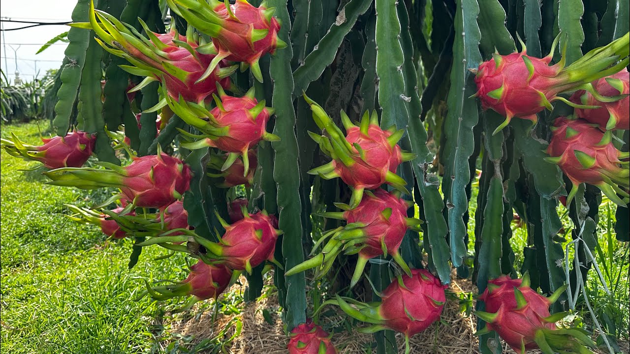 Một trãi nghiệm thật thú vị - vườn Thanh Long Phan Thiết  -Amazing Dragon fruit farm in Vietnam