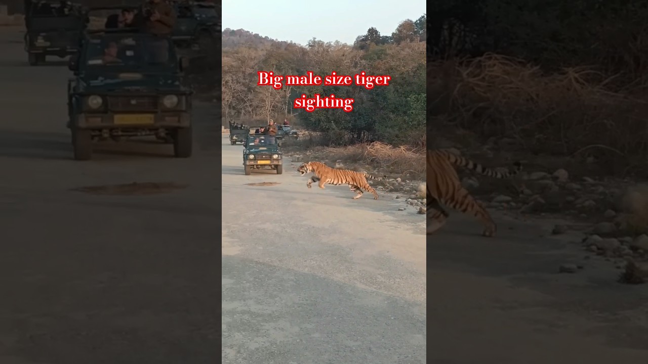 Male tiger ran and crossed the road  /jim corbett national park #wildlife #tiger #corbettsafari