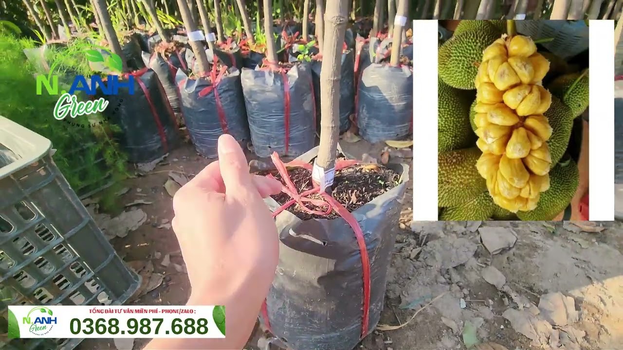 Xả Kho Mít Tố Nữ Cây Nhỡ | Múi Dài, Ngọt Lịm, Trồng Là Có Quả Ngay