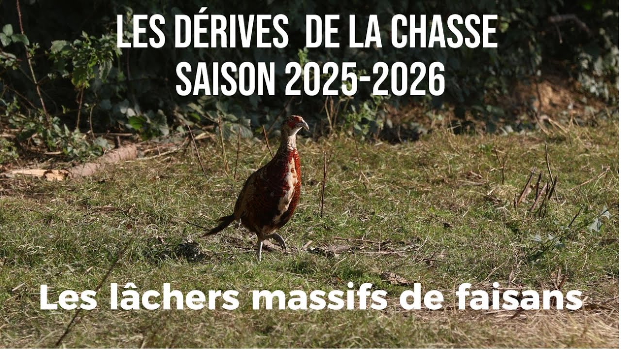 Les l&acirc;chers massifs de faisans pour le tir