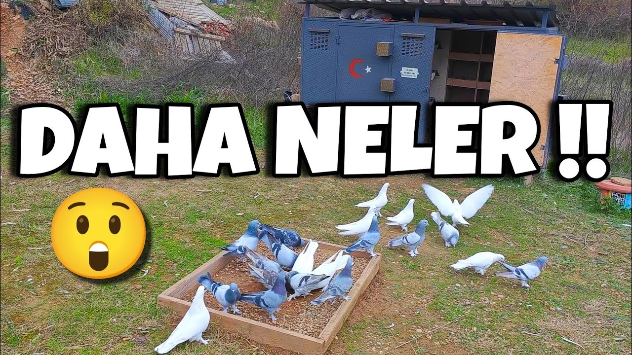 KÜMESLERDE BUNUDA GÖRMÜŞ OLDUK‼️SİZCE NE OLABİLİR❓️#oyunkuşu #güvercin #taklacıgüvercin #pigeon