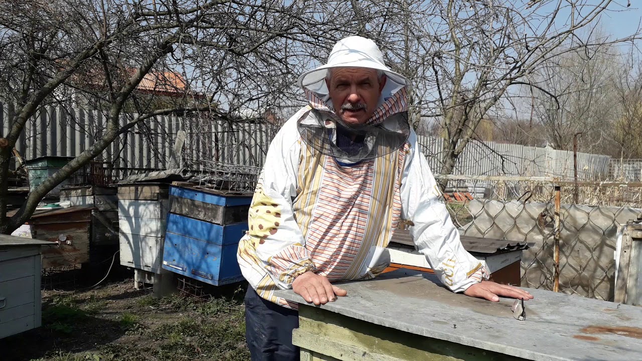 Лікування бджіл від кліща Варроа раньою весною