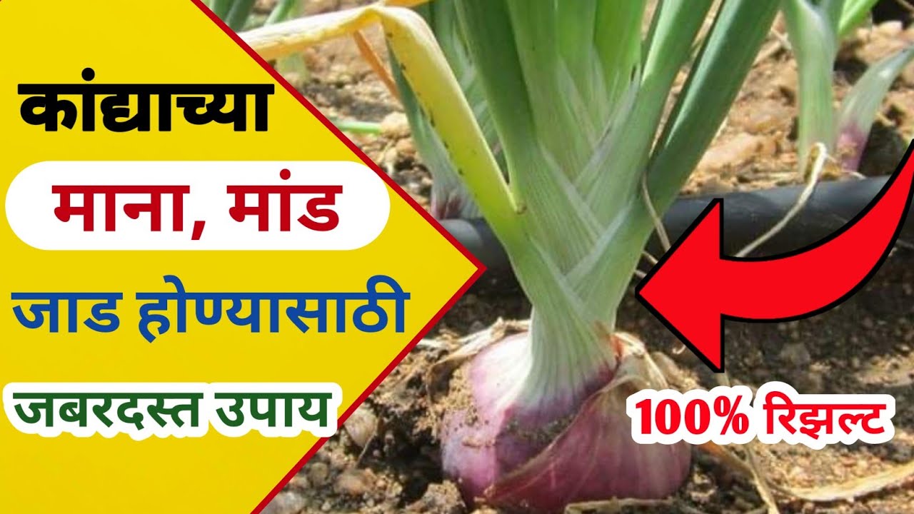 कांद्याच्या माना, मांड जाड होण्यासाठी जबरदस्त उपाय / kanda pikacha mana jad honeya sathi upay