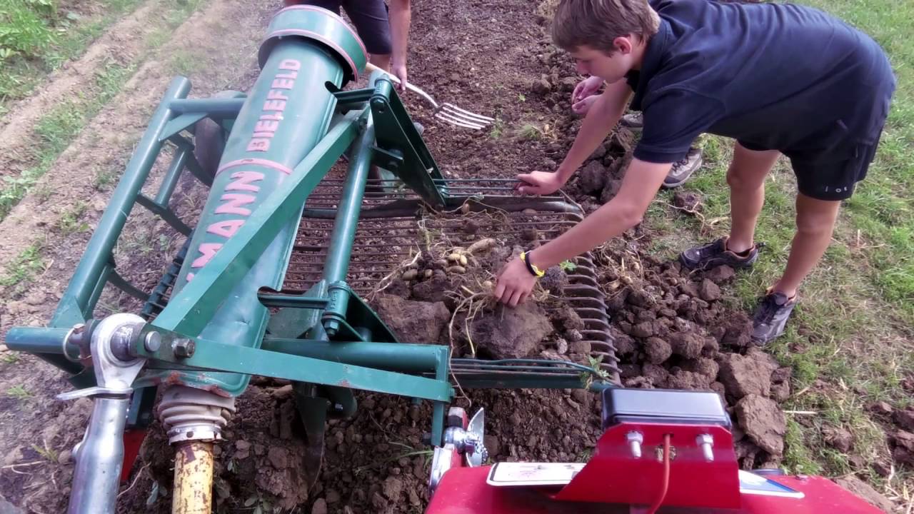 IHC im Einsatz bei der Kartoffelernte mit Kuxmann Schwingsiebroder 2016/1
