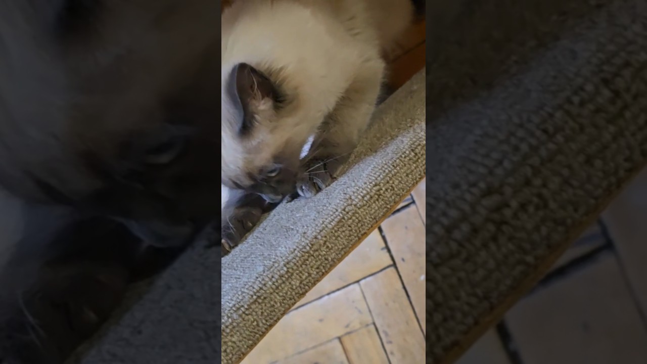 Этот кот надо мной издевается... #cat #веселыекоты #kitten #funnycats ##cute #littlekitty #cutcat