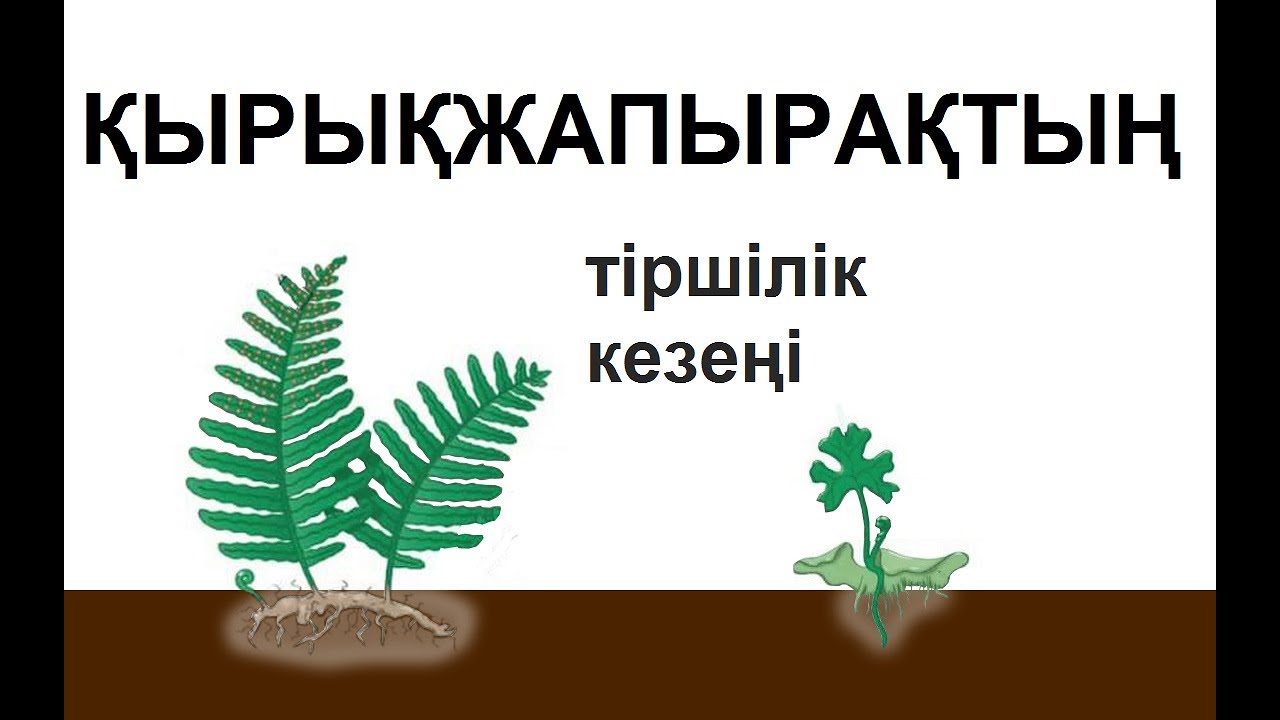 Қырықжапырақ (папоротник). Қырықжапырақтардың тіршілік кезеңі (жизненный цикл папоротника)