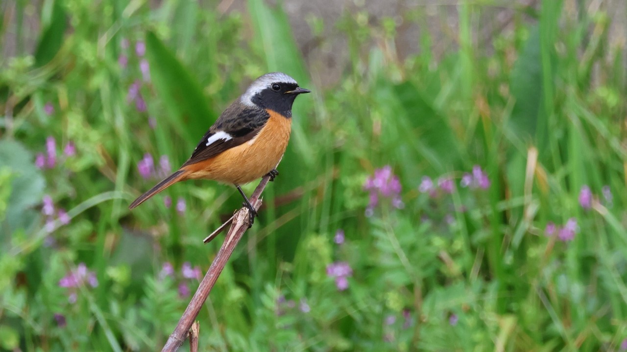 近くの川の野鳥達(カワセミ・ヨシガモ・カワウ・ジョウビタキ♂他)：2026年2月24日