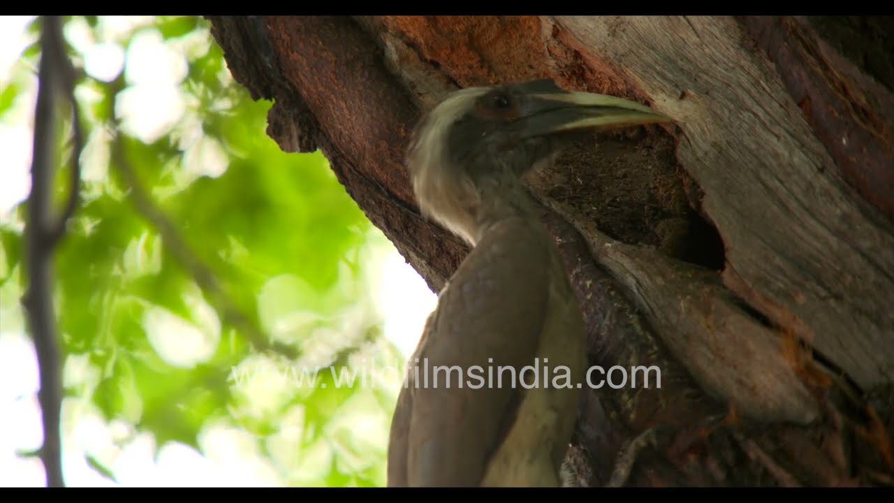 An Indian Grey Hornbill mother brings food for chicks