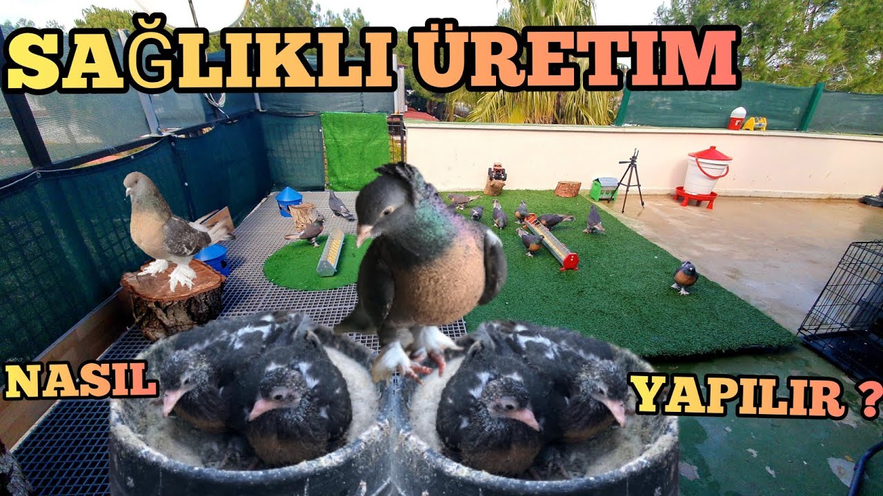 Profesyonel Güvercin Üretimi İçin Neler Yapıyorum, Seri ve Sağlıklı Üretim İçin Tavsiyeler