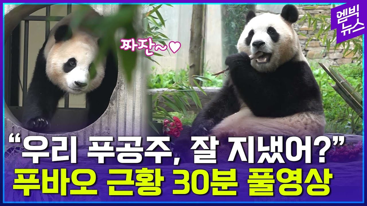 [소장용 무삭제 영상] '학대 논란' 속 드디어 등장한 푸바오..여전한 폭풍 먹방