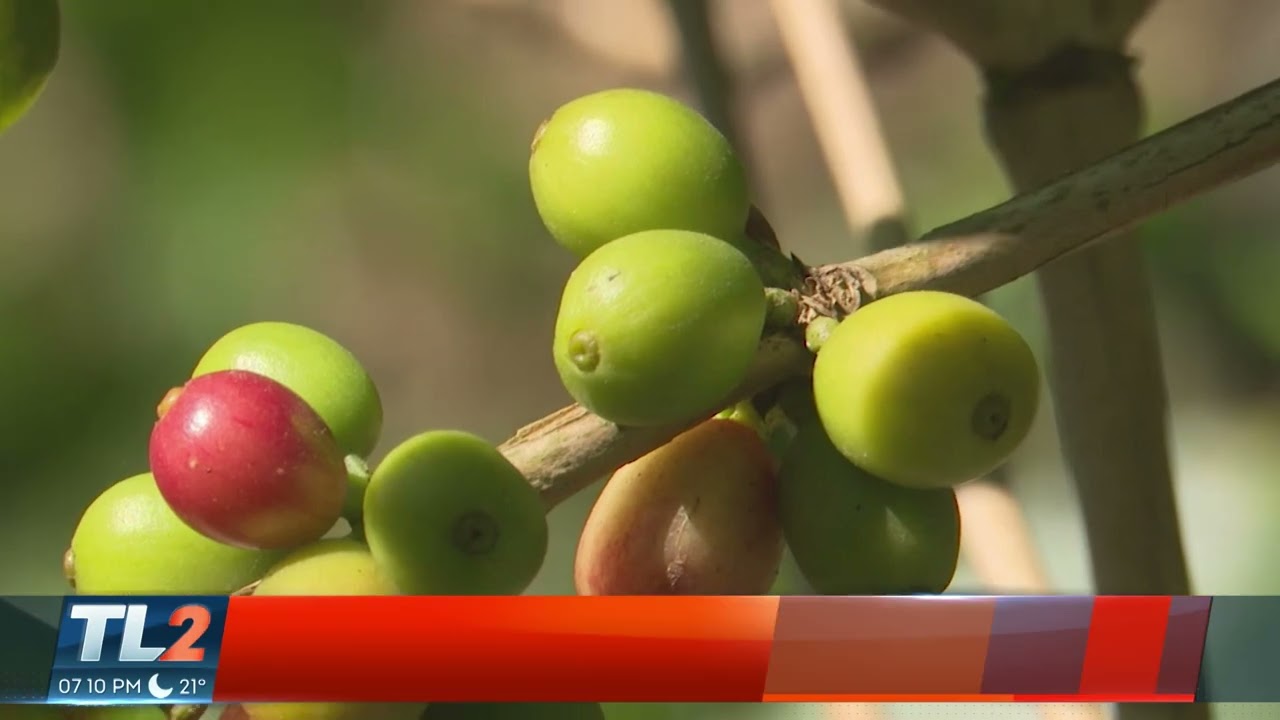 PROYECCIONES DE LA COSECHA DEL CAFÉ 2025 2026 | Teledos | El Salvador