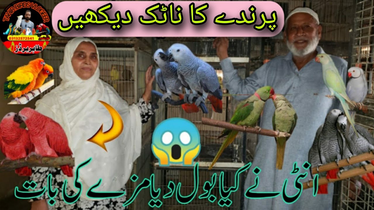 Rare birds will be seen at the setup of Aunty 2023- part 2 Latest update -29 Dec 2023