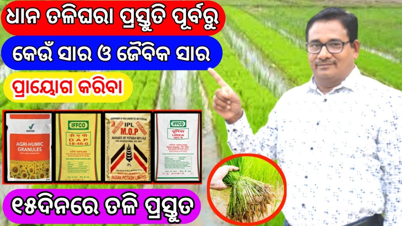 ଧାନ ତଳିଘରା ପ୍ରସ୍ତୁତ ପୂର୍ବରୁ କେଉଁସାର ପ୍ରୟୋଗକରିବାPaddy nursery