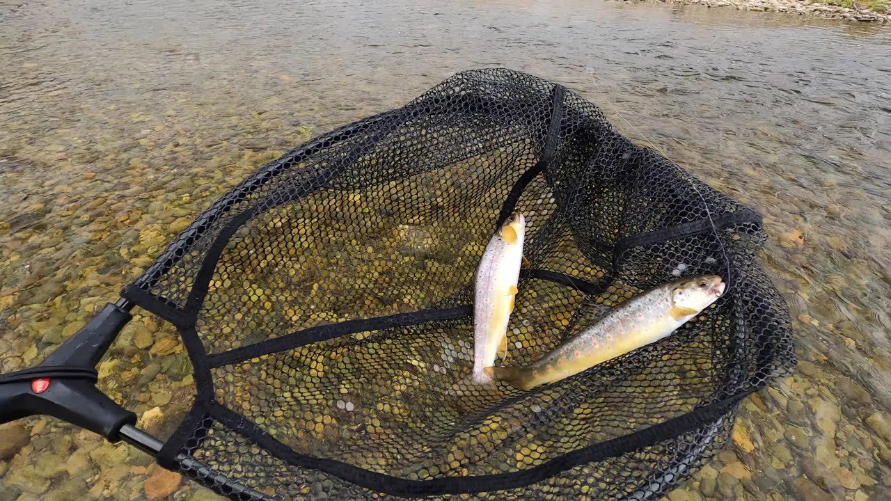 Pescando con mosca cerca de Fresia en la región de Los Lagos en Chile - Primera Parte: Vlog #32