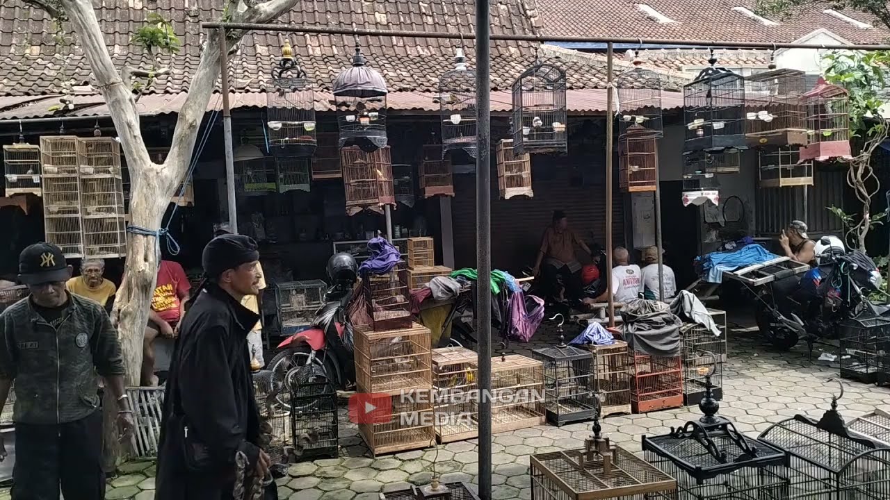 SUARA KERAMAIAN PASAR BURUNG UNTUK PANCING BURUNG LOMBA MACET BUNYI