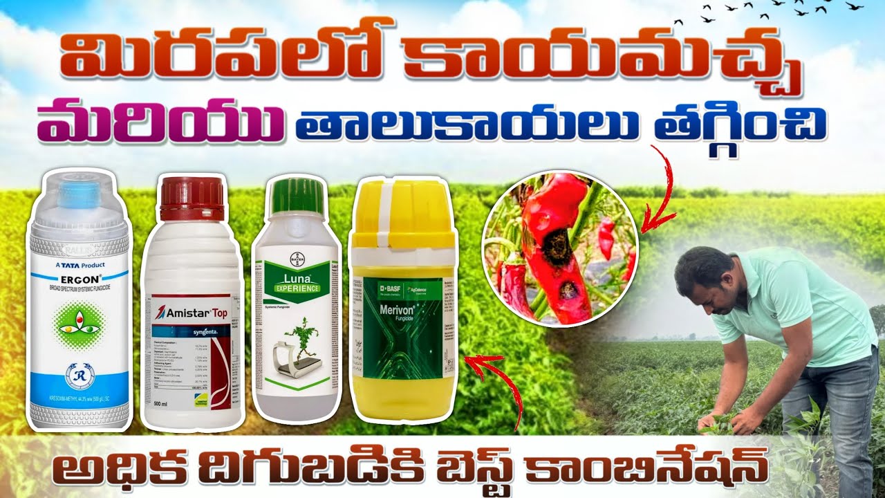 మిరప లో తాలూకాయలు 100% తగ్గించే బెస్ట్ కాంబినేషన్ అధిక దిగుబడి మార్గాలు.