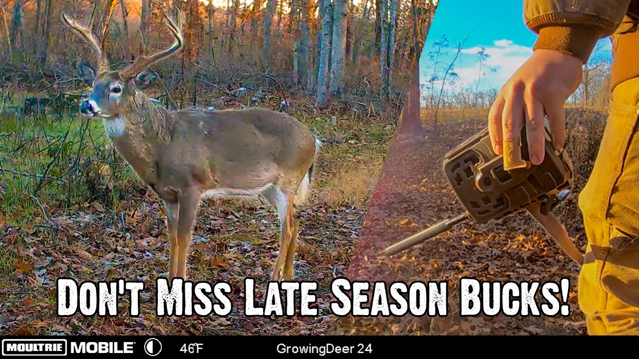 Don't Miss Late Season Bucks! Post-Rut Trail Camera Tips