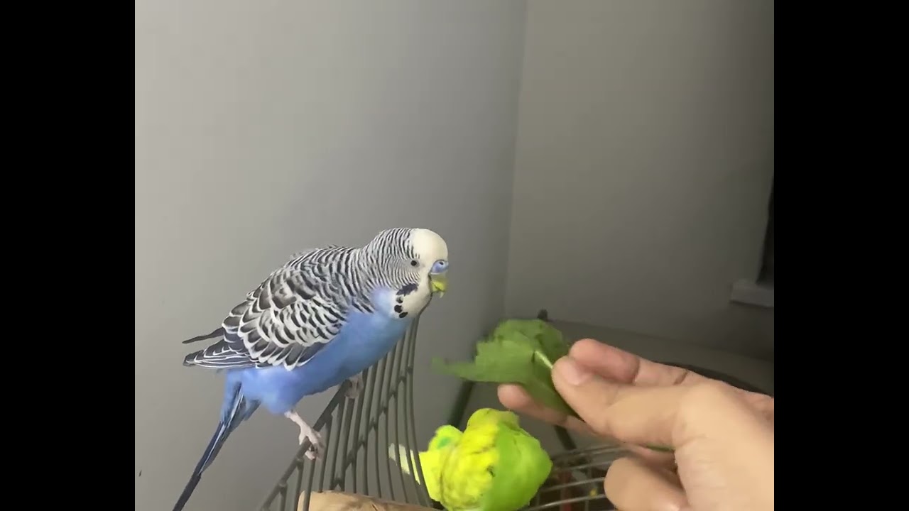 When Budgies Discover Spinach… Chaos Begins!