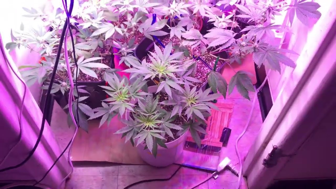 Update on garden Frosted fruitcake and Peanut butter breath + week 2 flower Drago clone