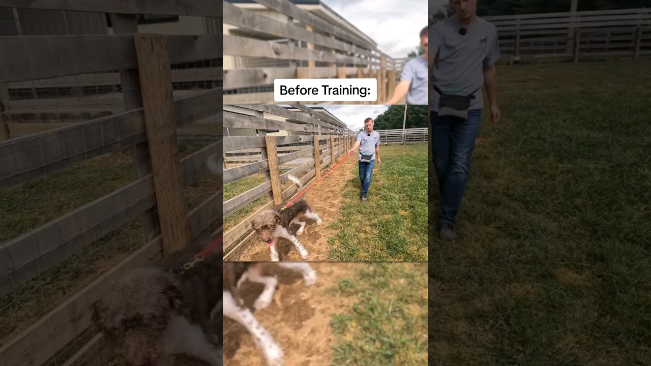 Tuck's Before and After Transformation (2 Week Board & Train) ❤️🐾 