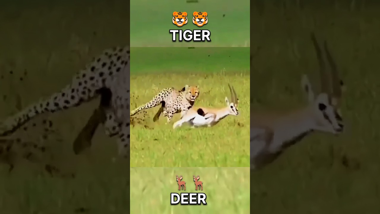 The tiger attacked the deer but the attempt failed | #animals #tiger #deer #wildlife