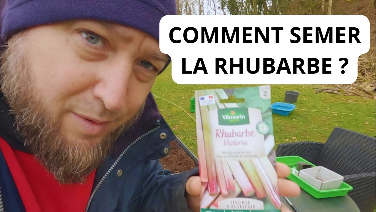 Comment Semer la Rhubarbe ?