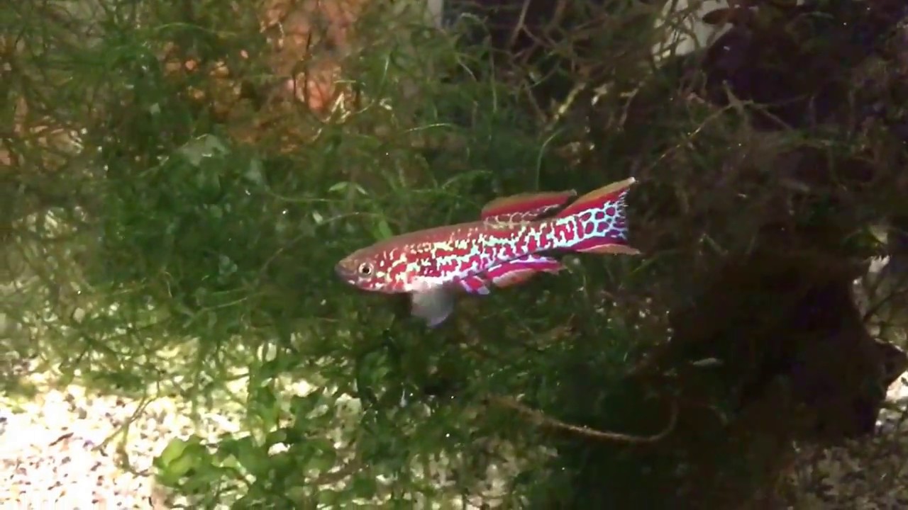 Mini fish room update! Feeding the killifish :)