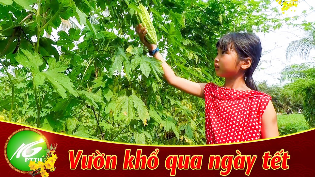 K&yacute; ức miền qu&ecirc; | Vườn khổ qua ng&agrave;y Tết | THKG