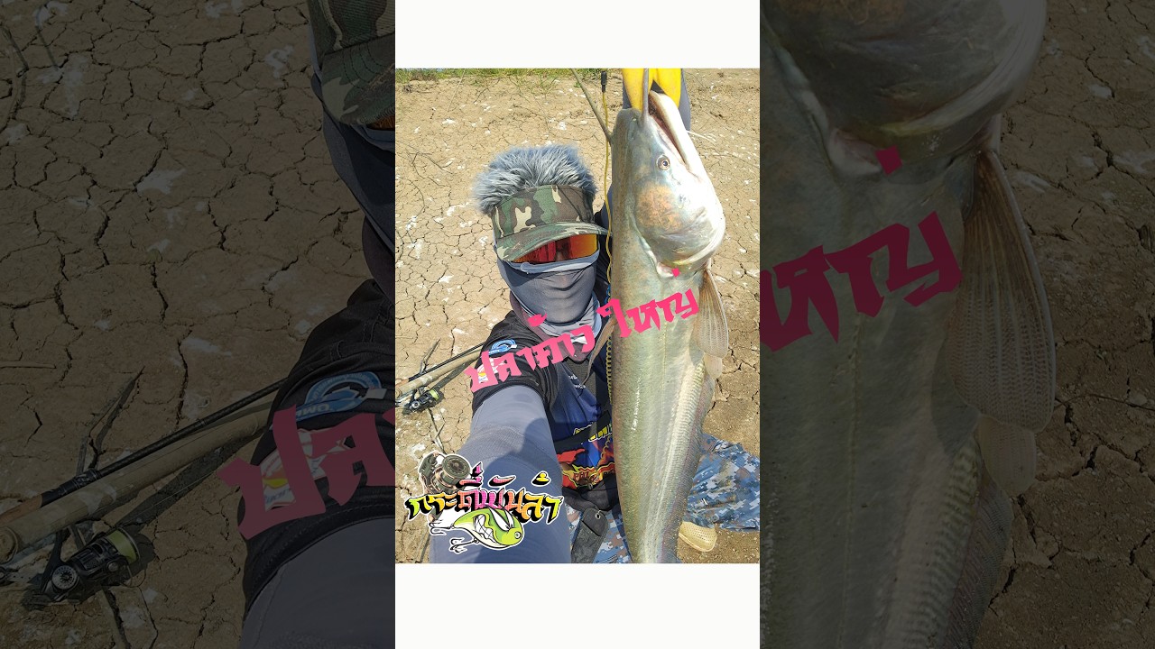 ตกปลาค้าวใหญ่ ปลาช่อนก็มา #fishing #angler #ตกปลาช่อน