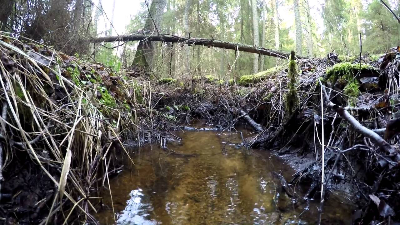 April i Roslagsskogen