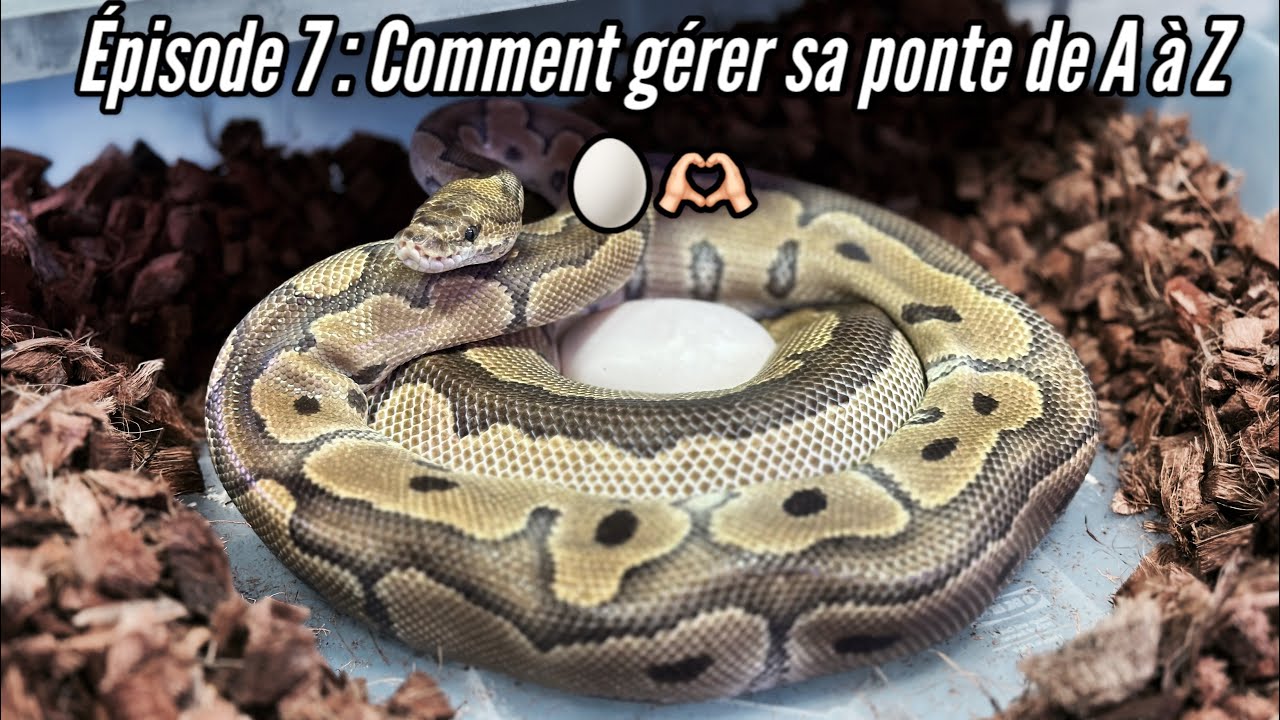 Épisode 7 : Comment gérer sa ponte de A à Z 🥚🫶🏻