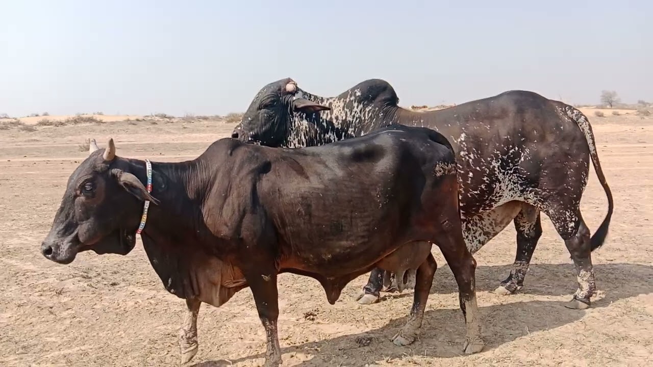 very big cholistani Breeding Bull