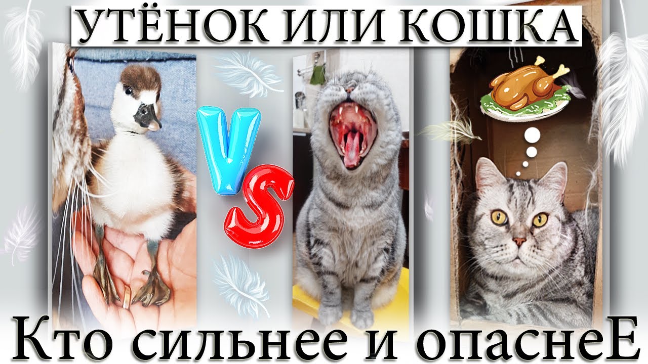 ✅ ПОДОБРАЛ ДИКОГО УТЁНКА, ПРИНЕС ДОМОЙ, А ДАЛЬШЕ...