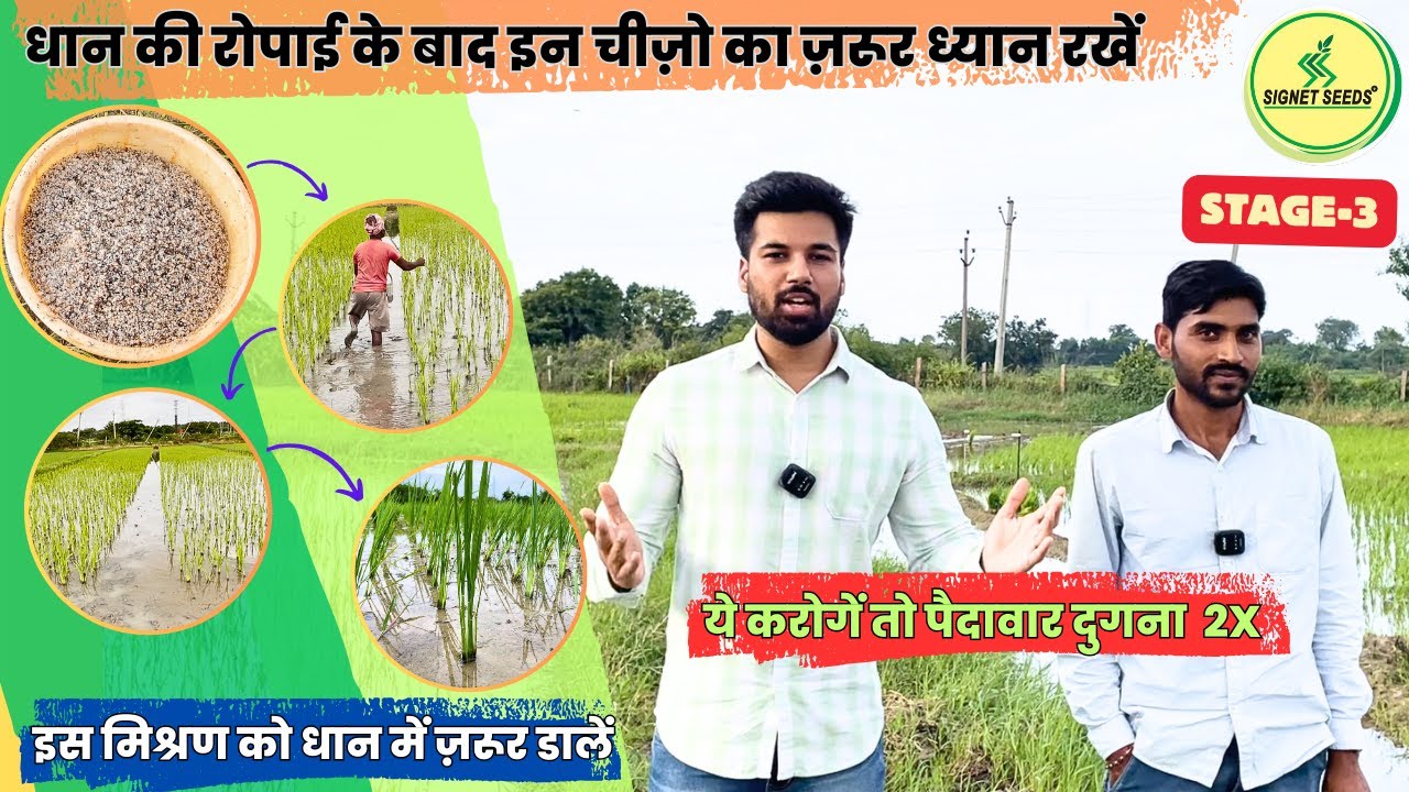 धान की रोपाई के बाद कौनसा खाद डालें? |Complete Guide on Paddy| Paddy Series(Nursery-Harvest) Stage-3