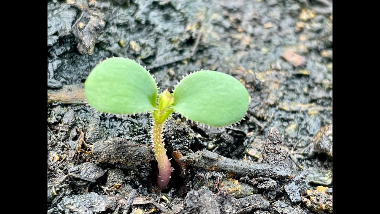 Growing ROSES from SEED: Update...